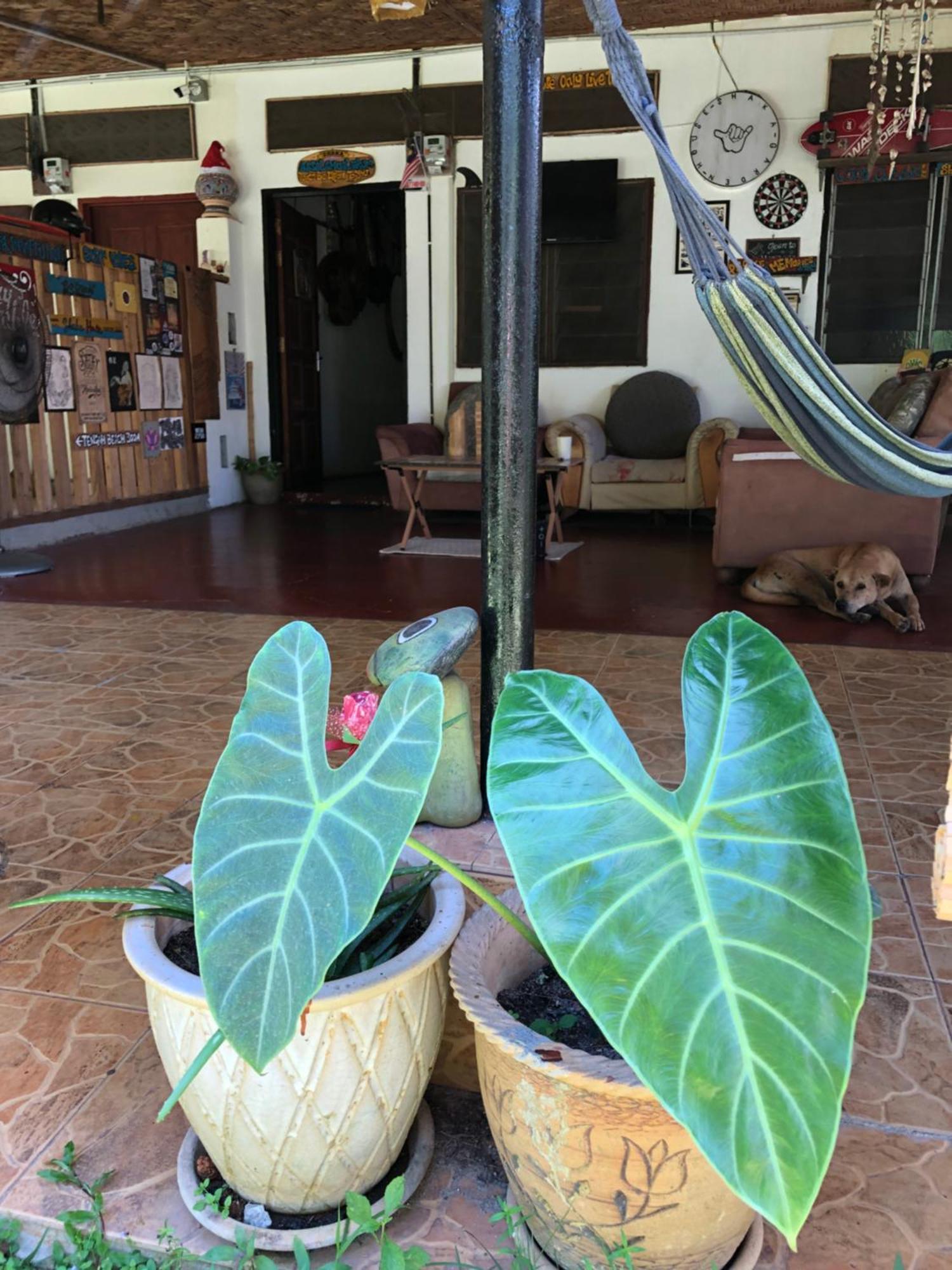 パンタイ・サナングShaka Garden House Langkawiアパートメント エクステリア 写真